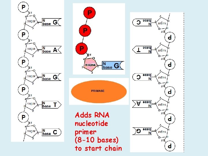Adds RNA nucleotide primer (8 -10 bases) to start chain Adds RNA nucleotide primer (8 -10 bases) to start chain