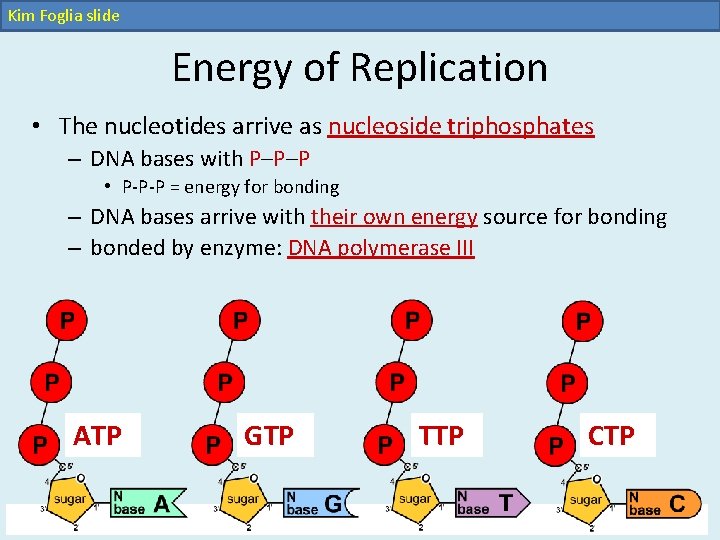 Kim Foglia slide Energy of Replication • The nucleotides arrive as nucleoside triphosphates – Kim Foglia slide Energy of Replication • The nucleotides arrive as nucleoside triphosphates –