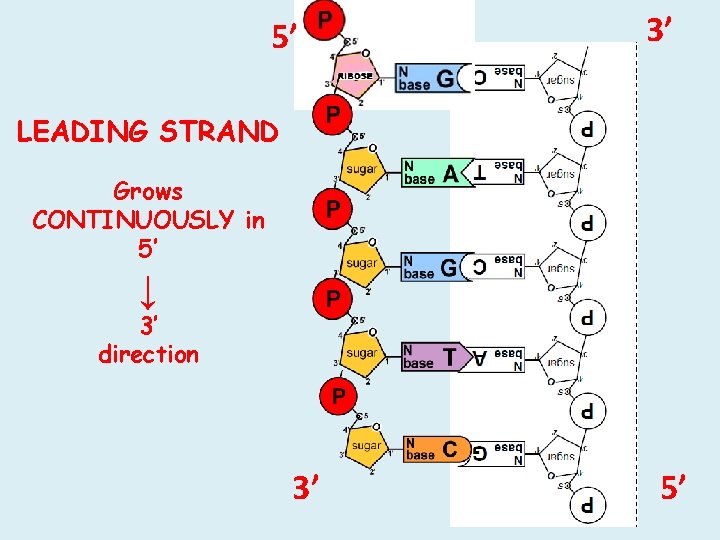 5’ 3’ LEADING STRAND Grows CONTINUOUSLY in 5’ ↓ 3’ direction 3’ 5’ 5’ 3’ LEADING STRAND Grows CONTINUOUSLY in 5’ ↓ 3’ direction 3’ 5’