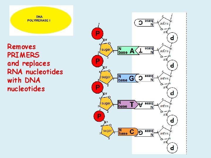 Removes PRIMERS and replaces RNA nucleotides with DNA nucleotides Removes PRIMERS and replaces RNA nucleotides with DNA nucleotides