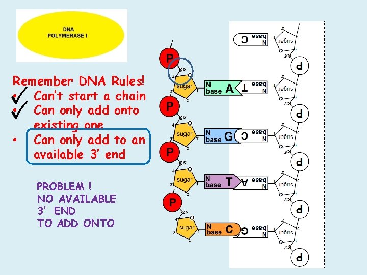 Remember DNA Rules! • Can’t start a chain • Can only add onto existing Remember DNA Rules! • Can’t start a chain • Can only add onto existing
