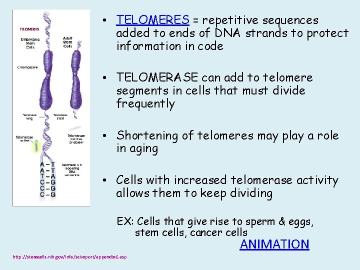 • TELOMERES = repetitive sequences added to ends of DNA strands to protect • TELOMERES = repetitive sequences added to ends of DNA strands to protect