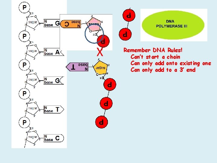 X Remember DNA Rules! Can’t start a chain Can only add onto existing one X Remember DNA Rules! Can’t start a chain Can only add onto existing one