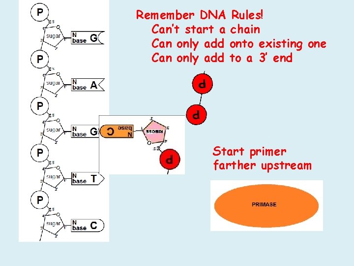 Remember DNA Rules! Can’t start a chain Can only add onto existing one Can Remember DNA Rules! Can’t start a chain Can only add onto existing one Can
