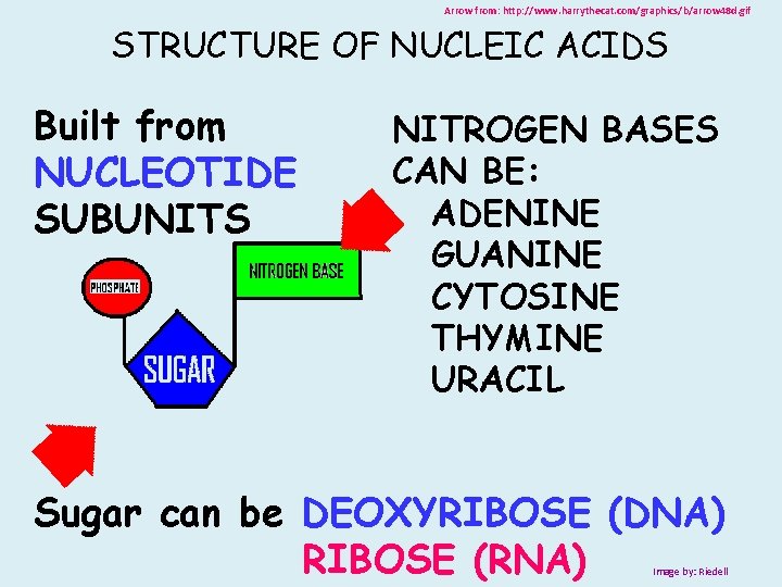 Arrow from: http: //www. harrythecat. com/graphics/b/arrow 48 d. gif STRUCTURE OF NUCLEIC ACIDS Built Arrow from: http: //www. harrythecat. com/graphics/b/arrow 48 d. gif STRUCTURE OF NUCLEIC ACIDS Built