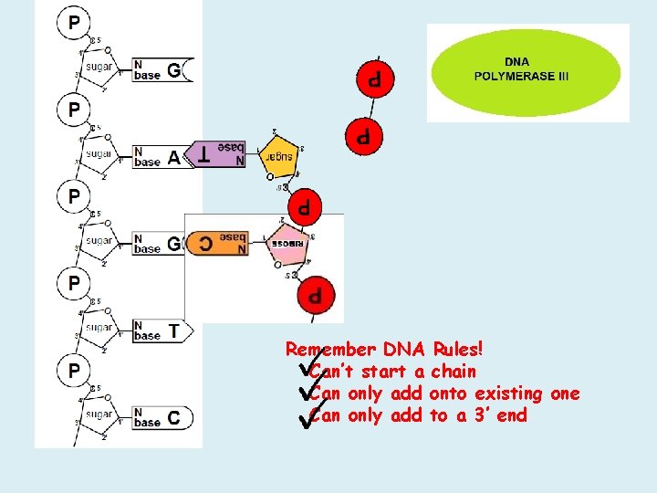 Remember DNA Rules! Can’t start a chain Can only add onto existing one Can Remember DNA Rules! Can’t start a chain Can only add onto existing one Can