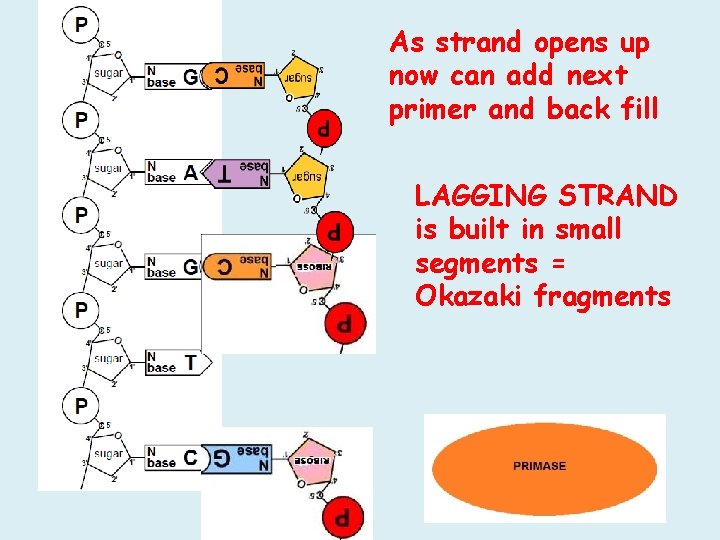 As strand opens up now can add next primer and back fill LAGGING STRAND As strand opens up now can add next primer and back fill LAGGING STRAND