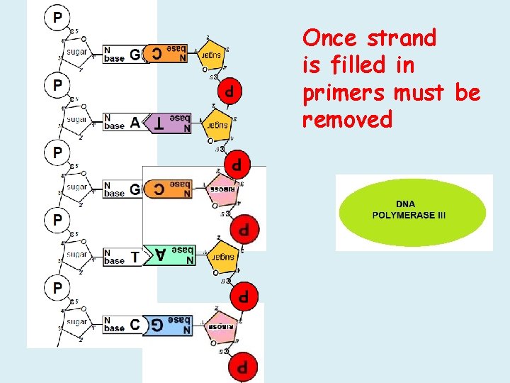 Once strand is filled in primers must be removed Once strand is filled in primers must be removed