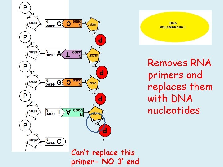 Removes RNA primers and replaces them with DNA nucleotides Can’t replace this primer- NO Removes RNA primers and replaces them with DNA nucleotides Can’t replace this primer- NO