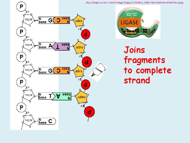 http: //target. scene 7. com/is/image/Target/13356914_Alt 01? wid=450&hei=450&fmt=pjpeg LIGASE Joins fragments to complete strand http: //target. scene 7. com/is/image/Target/13356914_Alt 01? wid=450&hei=450&fmt=pjpeg LIGASE Joins fragments to complete strand