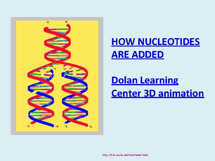 HOW NUCLEOTIDES ARE ADDED Dolan Learning Center 3 D animation http: //bio. usuhs. mil/biochem HOW NUCLEOTIDES ARE ADDED Dolan Learning Center 3 D animation http: //bio. usuhs. mil/biochem