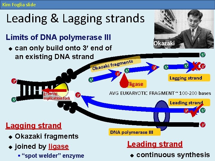 Kim Foglia slide Leading & Lagging strands Limits of DNA polymerase III u Okazaki Kim Foglia slide Leading & Lagging strands Limits of DNA polymerase III u Okazaki