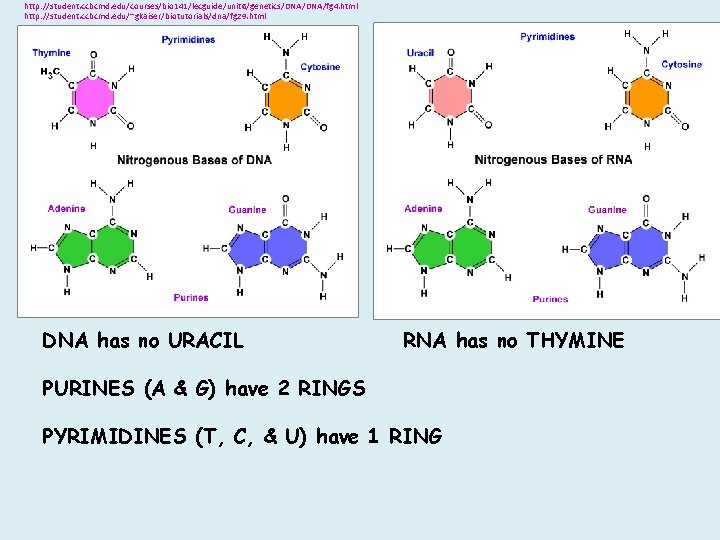 http: //student. ccbcmd. edu/courses/bio 141/lecguide/unit 6/genetics/DNA/fg 4. html http: //student. ccbcmd. edu/~gkaiser/biotutorials/dna/fg 29. html http: //student. ccbcmd. edu/courses/bio 141/lecguide/unit 6/genetics/DNA/fg 4. html http: //student. ccbcmd. edu/~gkaiser/biotutorials/dna/fg 29. html