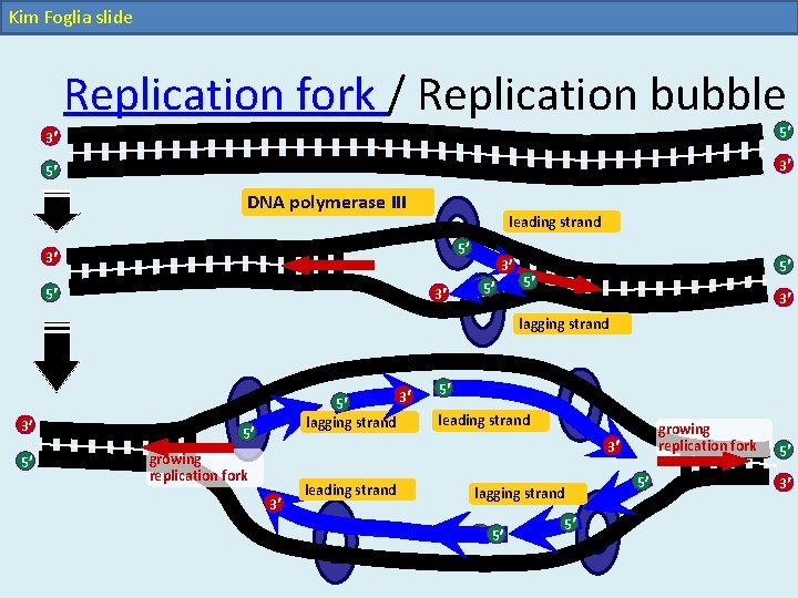 Kim Foglia slide Replication fork / Replication bubble 3 5 5 3 DNA polymerase Kim Foglia slide Replication fork / Replication bubble 3 5 5 3 DNA polymerase