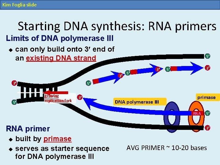 Kim Foglia slide Starting DNA synthesis: RNA primers Limits of DNA polymerase III u Kim Foglia slide Starting DNA synthesis: RNA primers Limits of DNA polymerase III u
