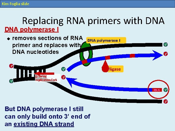 Kim Foglia slide Replacing RNA primers with DNA polymerase I u removes sections of Kim Foglia slide Replacing RNA primers with DNA polymerase I u removes sections of