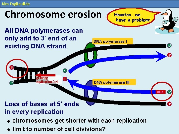 Kim Foglia slide Chromosome erosion All DNA polymerases can only add to 3 end Kim Foglia slide Chromosome erosion All DNA polymerases can only add to 3 end