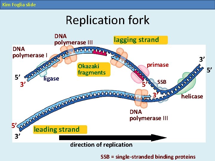 Kim Foglia slide Replication fork DNA polymerase I 5’ 3’ DNA polymerase III ligase Kim Foglia slide Replication fork DNA polymerase I 5’ 3’ DNA polymerase III ligase