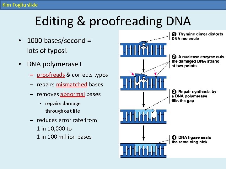 Kim Foglia slide Editing & proofreading DNA • 1000 bases/second = lots of typos! Kim Foglia slide Editing & proofreading DNA • 1000 bases/second = lots of typos!