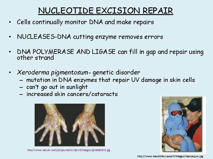 NUCLEOTIDE EXCISION REPAIR • Cells continually monitor DNA and make repairs • NUCLEASES-DNA cutting NUCLEOTIDE EXCISION REPAIR • Cells continually monitor DNA and make repairs • NUCLEASES-DNA cutting
