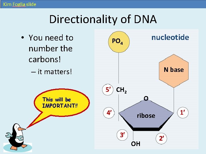 Directionality of DNA • You need to number the carbons! nucleotide PO 4 N Directionality of DNA • You need to number the carbons! nucleotide PO 4 N