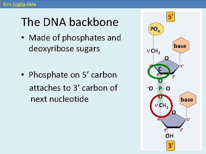 The DNA backbone • Made of phosphates and deoxyribose sugars 5 PO 4 5 The DNA backbone • Made of phosphates and deoxyribose sugars 5 PO 4 5