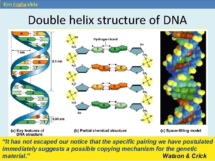 Double helix structure of DNA “It has not escaped our notice that the specific Double helix structure of DNA “It has not escaped our notice that the specific