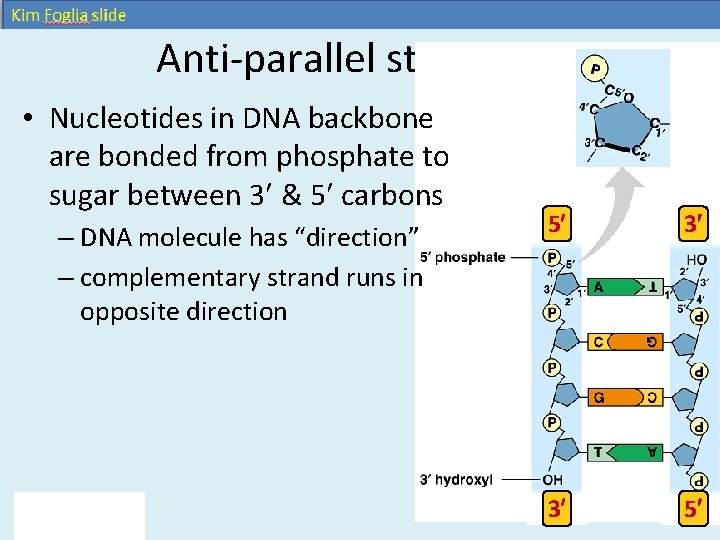 Anti-parallel strands • Nucleotides in DNA backbone are bonded from phosphate to sugar between Anti-parallel strands • Nucleotides in DNA backbone are bonded from phosphate to sugar between