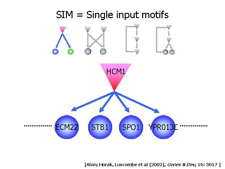 SIM = Single input motifs HCM 1 ECM 22 STB 1 SPO 1 YPR SIM = Single input motifs HCM 1 ECM 22 STB 1 SPO 1 YPR