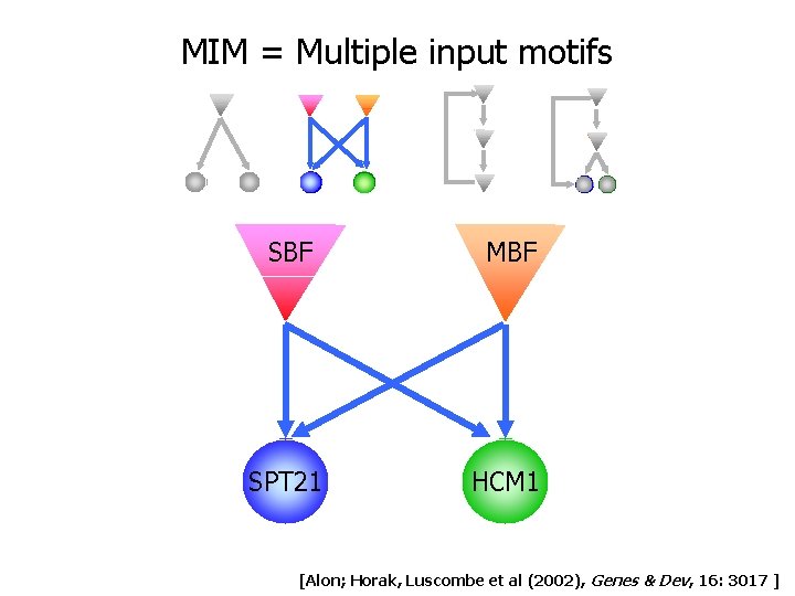 MIM = Multiple input motifs SBF MBF SPT 21 HCM 1 [Alon; Horak, Luscombe MIM = Multiple input motifs SBF MBF SPT 21 HCM 1 [Alon; Horak, Luscombe