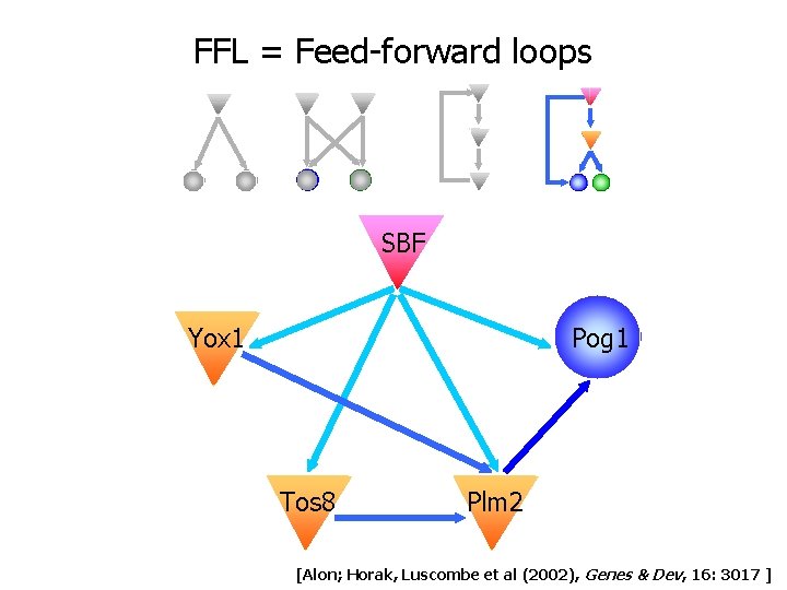 FFL = Feed-forward loops SBF Pog 1 Yox 1 Tos 8 Plm 2 [Alon; FFL = Feed-forward loops SBF Pog 1 Yox 1 Tos 8 Plm 2 [Alon;