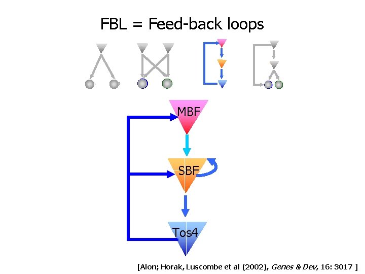 FBL = Feed-back loops MBF SBF Tos 4 [Alon; Horak, Luscombe et al (2002), FBL = Feed-back loops MBF SBF Tos 4 [Alon; Horak, Luscombe et al (2002),