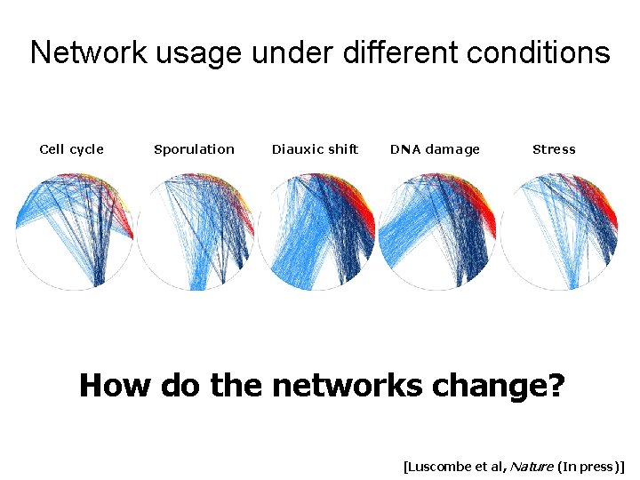 Network usage under different conditions Cell cycle Sporulation Diauxic shift DNA damage Stress How Network usage under different conditions Cell cycle Sporulation Diauxic shift DNA damage Stress How