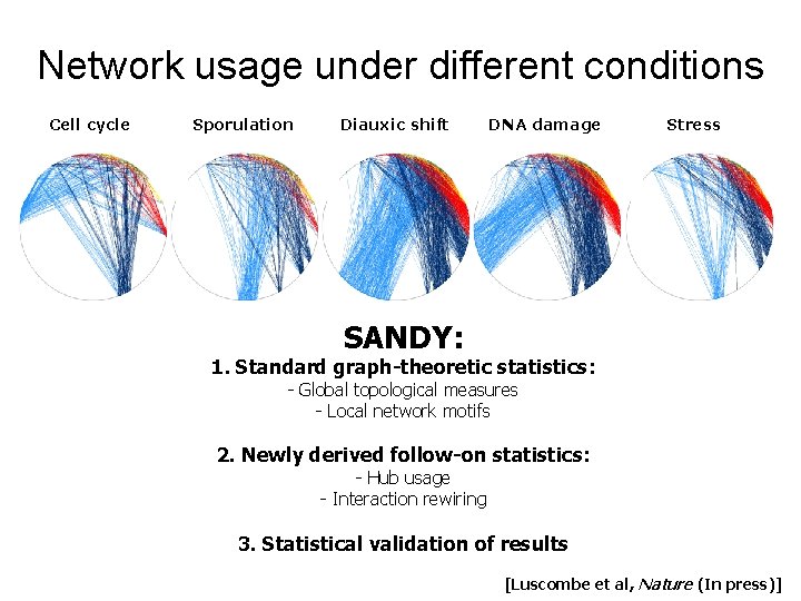 Network usage under different conditions Cell cycle Sporulation Diauxic shift DNA damage Stress SANDY: Network usage under different conditions Cell cycle Sporulation Diauxic shift DNA damage Stress SANDY: