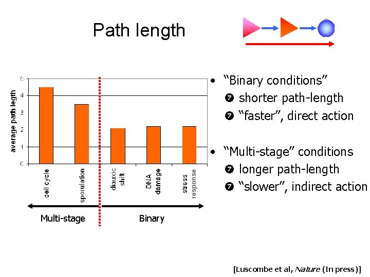Path length • “Binary conditions” shorter path-length “faster”, direct action • “Multi-stage” conditions longer Path length • “Binary conditions” shorter path-length “faster”, direct action • “Multi-stage” conditions longer