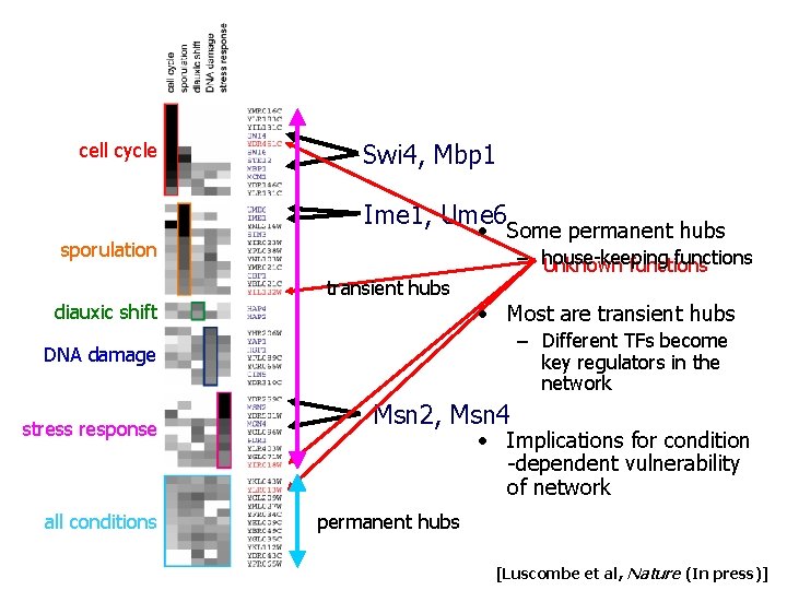 cell cycle Swi 4, Mbp 1 Ime 1, Ume 6 • Some permanent hubs cell cycle Swi 4, Mbp 1 Ime 1, Ume 6 • Some permanent hubs