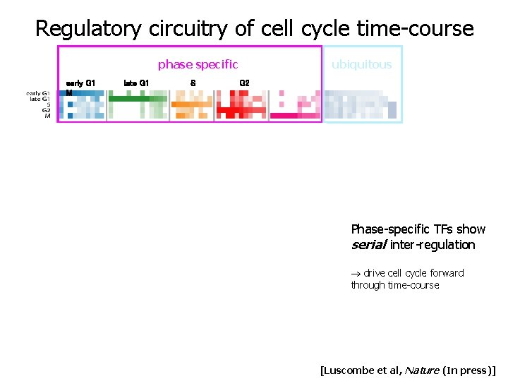 Regulatory circuitry of cell cycle time-course transcription factors used in cell cycle phase specific Regulatory circuitry of cell cycle time-course transcription factors used in cell cycle phase specific
