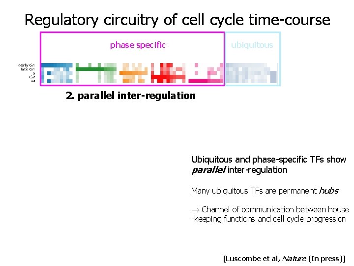 Regulatory circuitry of cell cycle time-course transcription factors used in cell cycle phase specific Regulatory circuitry of cell cycle time-course transcription factors used in cell cycle phase specific