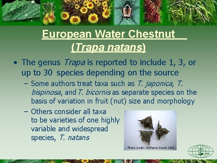 European Water Chestnut (Trapa natans) • The genus Trapa is reported to include 1, European Water Chestnut (Trapa natans) • The genus Trapa is reported to include 1,