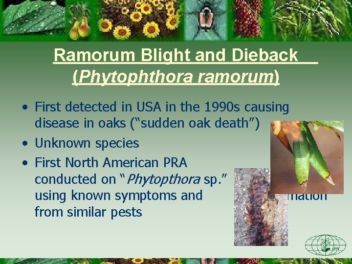 Ramorum Blight and Dieback (Phytophthora ramorum) • First detected in USA in the 1990