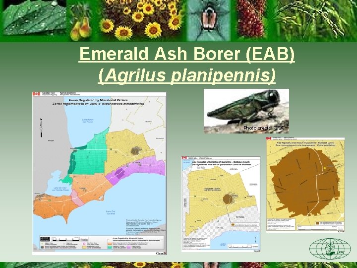 Emerald Ash Borer (EAB) (Agrilus planipennis) Photo credit: CFIA 