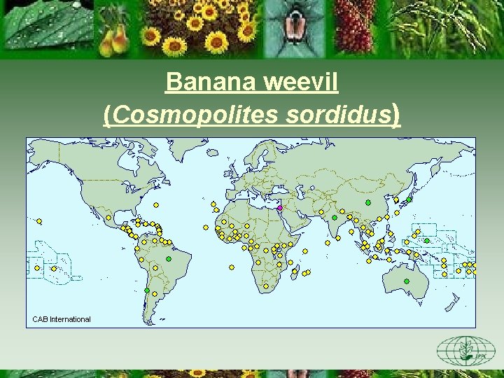 Banana weevil (Cosmopolites sordidus) Banana weevil (Cosmopolites sordidus)