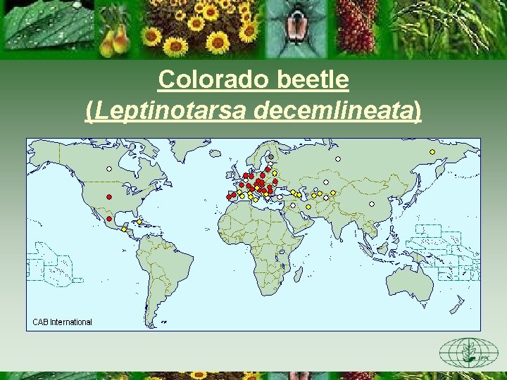 Colorado beetle (Leptinotarsa decemlineata) Colorado beetle (Leptinotarsa decemlineata)