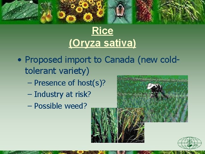 Rice (Oryza sativa) • Proposed import to Canada (new coldtolerant variety) – Presence of