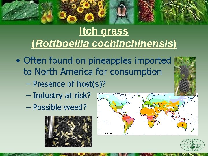 Itch grass (Rottboellia cochinensis) • Often found on pineapples imported to North America for