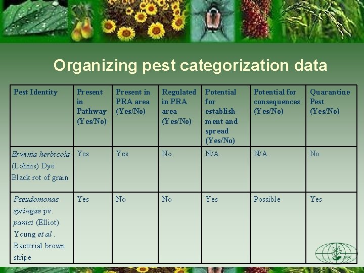 Organizing pest categorization data Pest Identity Present in Pathway (Yes/No) Present in PRA area