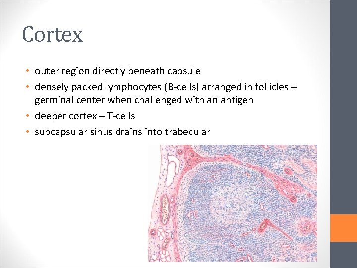 Cortex • outer region directly beneath capsule • densely packed lymphocytes (B-cells) arranged in