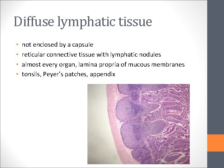 Diffuse lymphatic tissue • • not enclosed by a capsule reticular connective tissue with