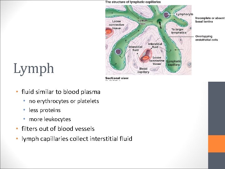 Lymph • fluid similar to blood plasma • no erythrocytes or platelets • less
