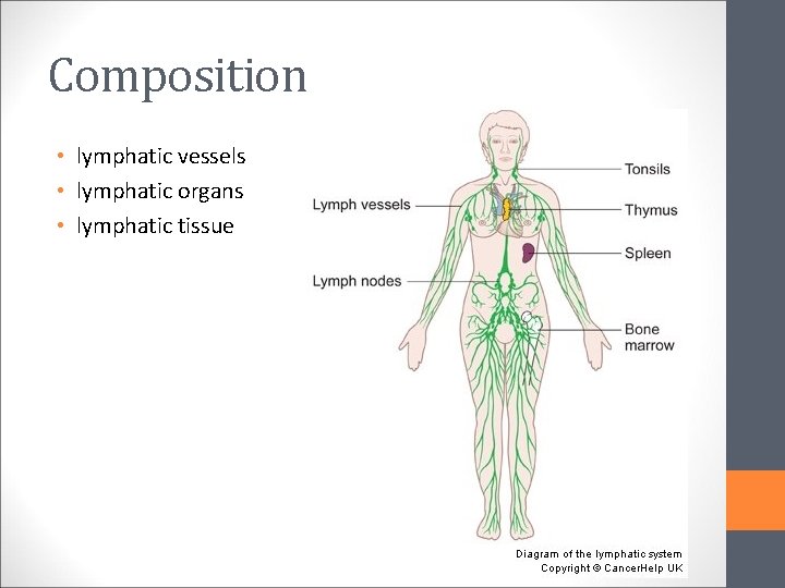 Composition • lymphatic vessels • lymphatic organs • lymphatic tissue 